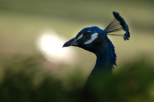 Where to Photograph Farm Animals & Peacocks
