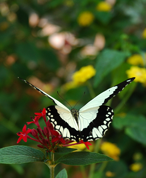Where to Photograph Butterflies