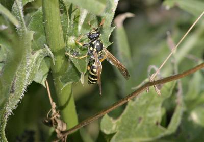 IMG_4448.jpg