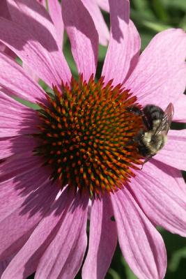 Coneflower with Bee