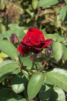 Red Rose