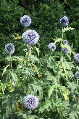 Blue Flowers