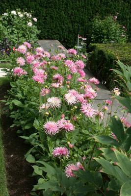Pink Perennials in Front Garden