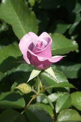 Pink Rose