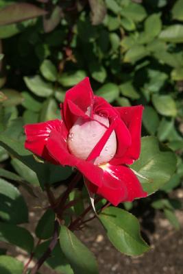 Red and White Rose