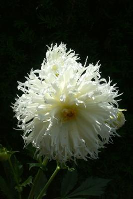 White Dahlia
