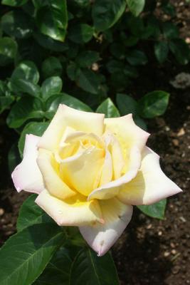 Yellow Rose