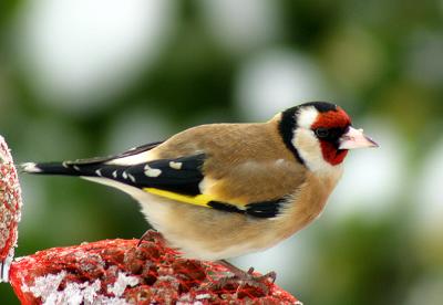 European Goldfinch