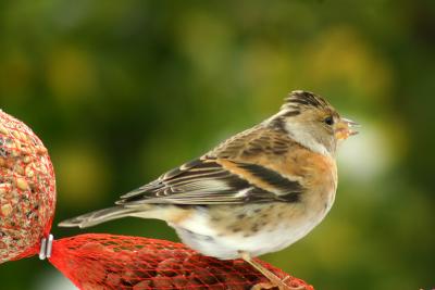 Brambling female