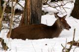 Red Deer at Oostvaardersplassen