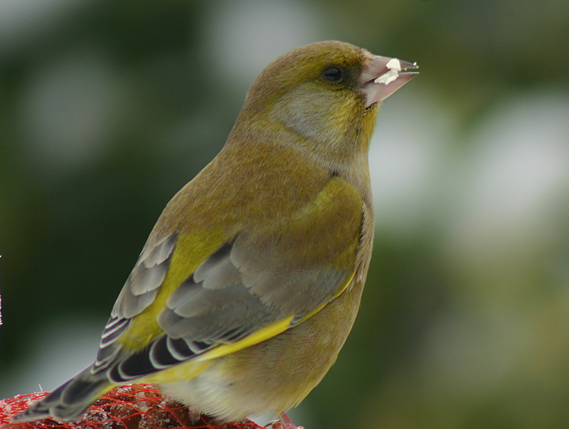 European Greenfinch