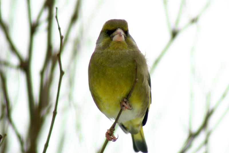 European Greenfinch