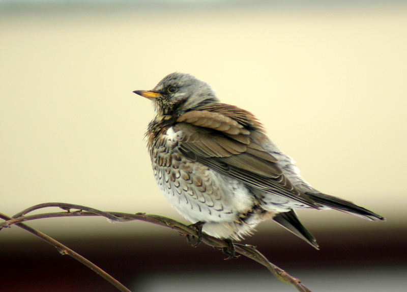 Fieldfare