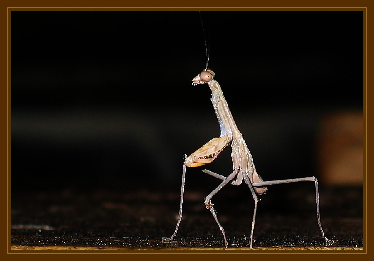 praying mantis