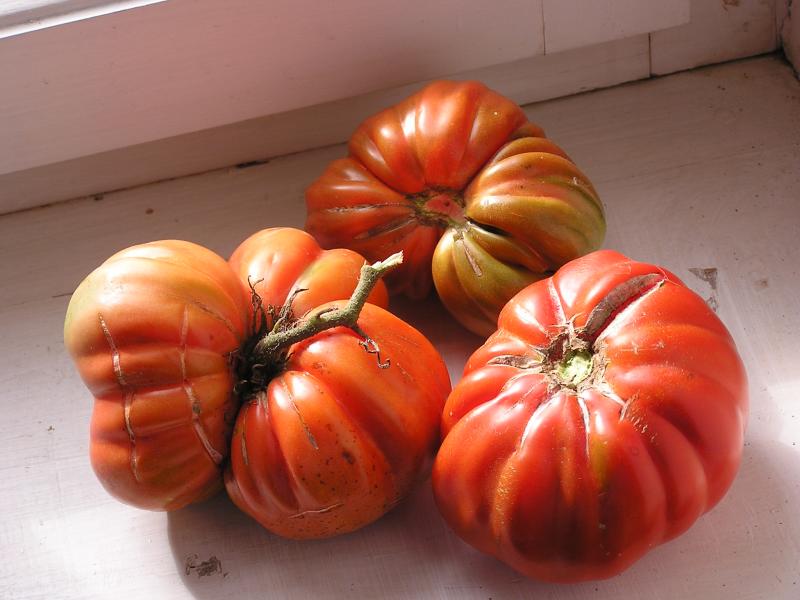 Tomatoes not pumpkins...mmmmm!