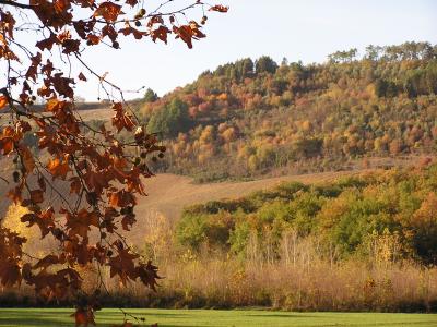 Fall Foliage