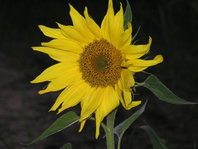 Field of sunflowers bloom in summer next to farm