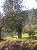 Old man picking olives on the roadside