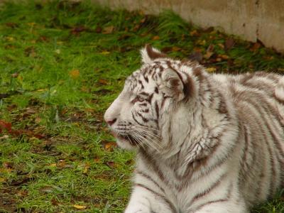 White Tiger.jpg