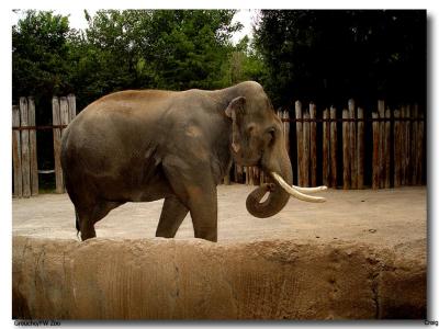 Fort Worth Zoo Elephant_ Groucho-01.jpg