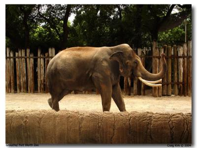 Fort Worth Zoo Elephant_ Groucho-02.jpg