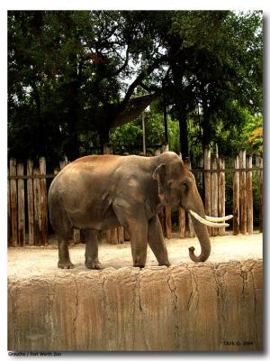 Fort Worth Zoo Elephant_ Groucho-03.jpg
