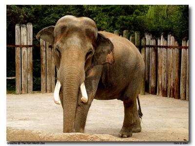 Fort Worth Zoo Elephant_ Groucho-04.jpg