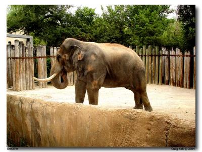 Fort Worth Zoo Elephant_ Groucho-05.jpg