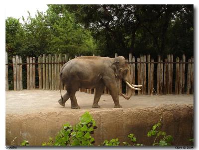 Fort Worth Zoo Elephant_ Groucho-06.jpg