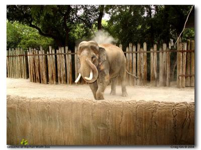 Fort Worth Zoo Elephant_ Groucho-07.jpg