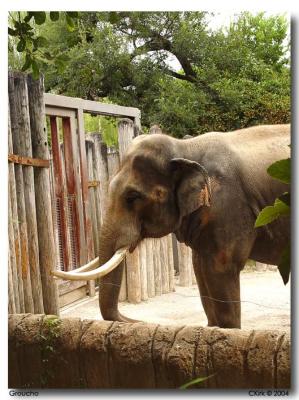 Fort Worth Zoo Elephant_ Groucho-08.jpg