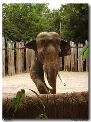 Fort Worth Zoo Elephant_ Groucho-09.jpg