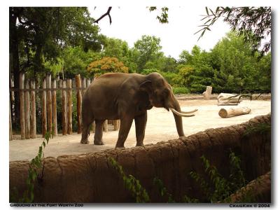 Fort Worth Zoo Elephant_ Groucho-10.jpg
