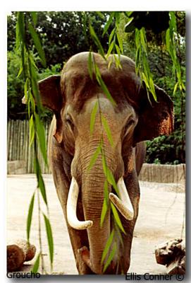 Fort Worth Zoo Elephant_ Groucho, Photo by Ellis Conner