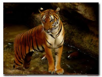 Fort Worth Zoo. IndoChinese/Malayan Tiger._filter.jpg