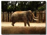 Fort Worth Zoo Elephant_ Groucho-02.jpg