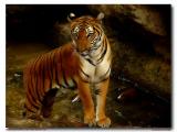 Fort Worth Zoo. IndoChinese/Malayan Tiger._filter.jpg