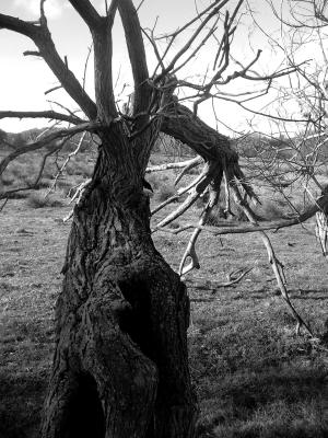 u35/clickaway/medium/22837789.Daily20031031Dscf1313Tree.jpg