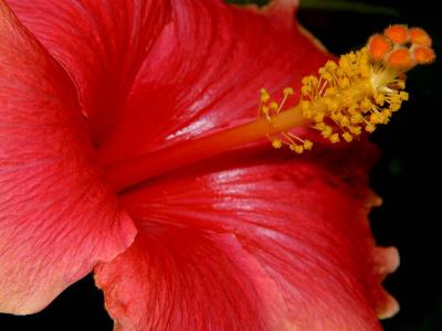 Hibiscus