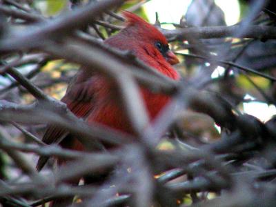 Cardinal