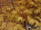 Acer Bush