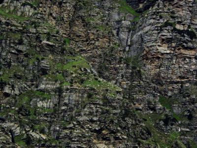 sheep on a mountain, Spiti