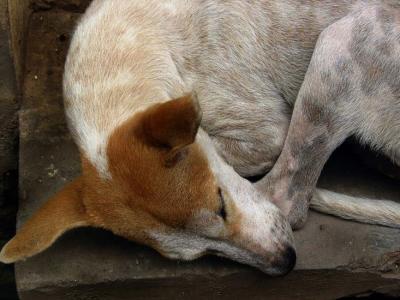 sleeping dog, Nalagarh