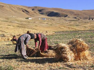 gathering hay, Kibber