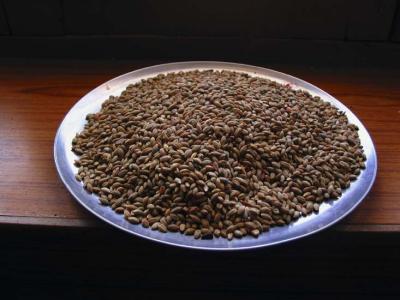 flax seed, Ke Gompa