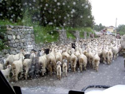 sheep traffic jam