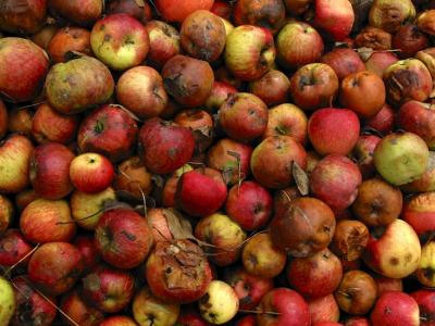 discarded apples
