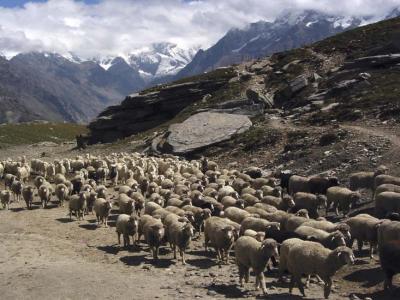 sheep crossing over Rotang pass