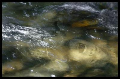 Nightmare Creek