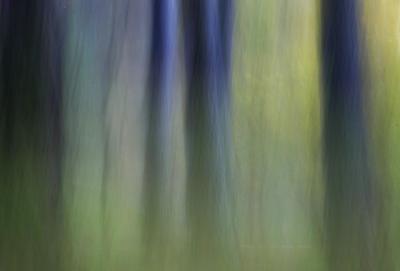 Trees #2